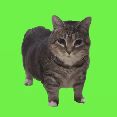 Spinning Cat logo