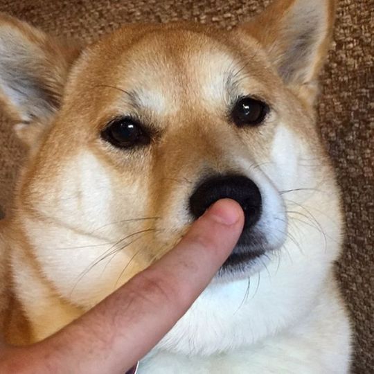 Dont Boop logo