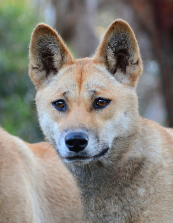 Dingo logo