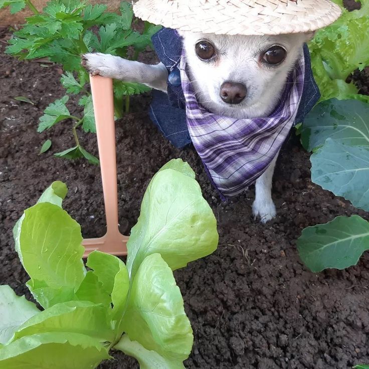 FARMDOG logo