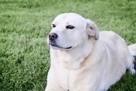 The White Dog logo