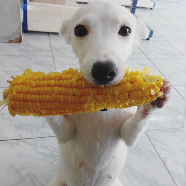 CORNDOG logo