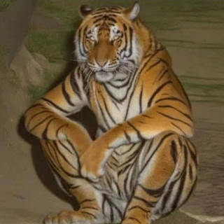 sitting tiger logo