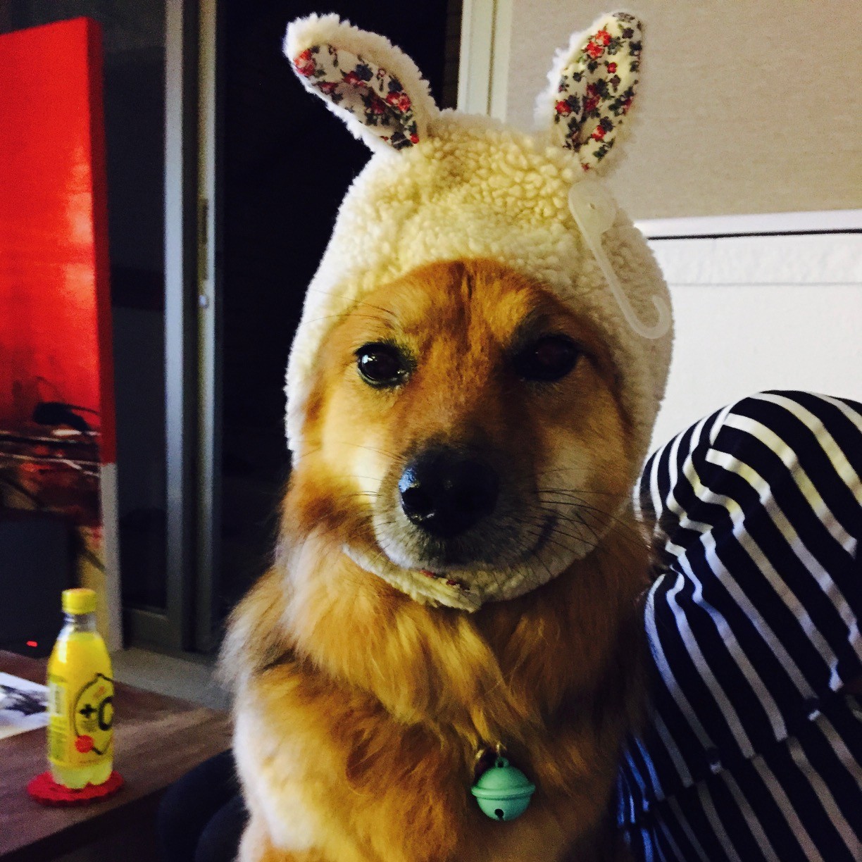 TOFFEE WIF HAT logo
