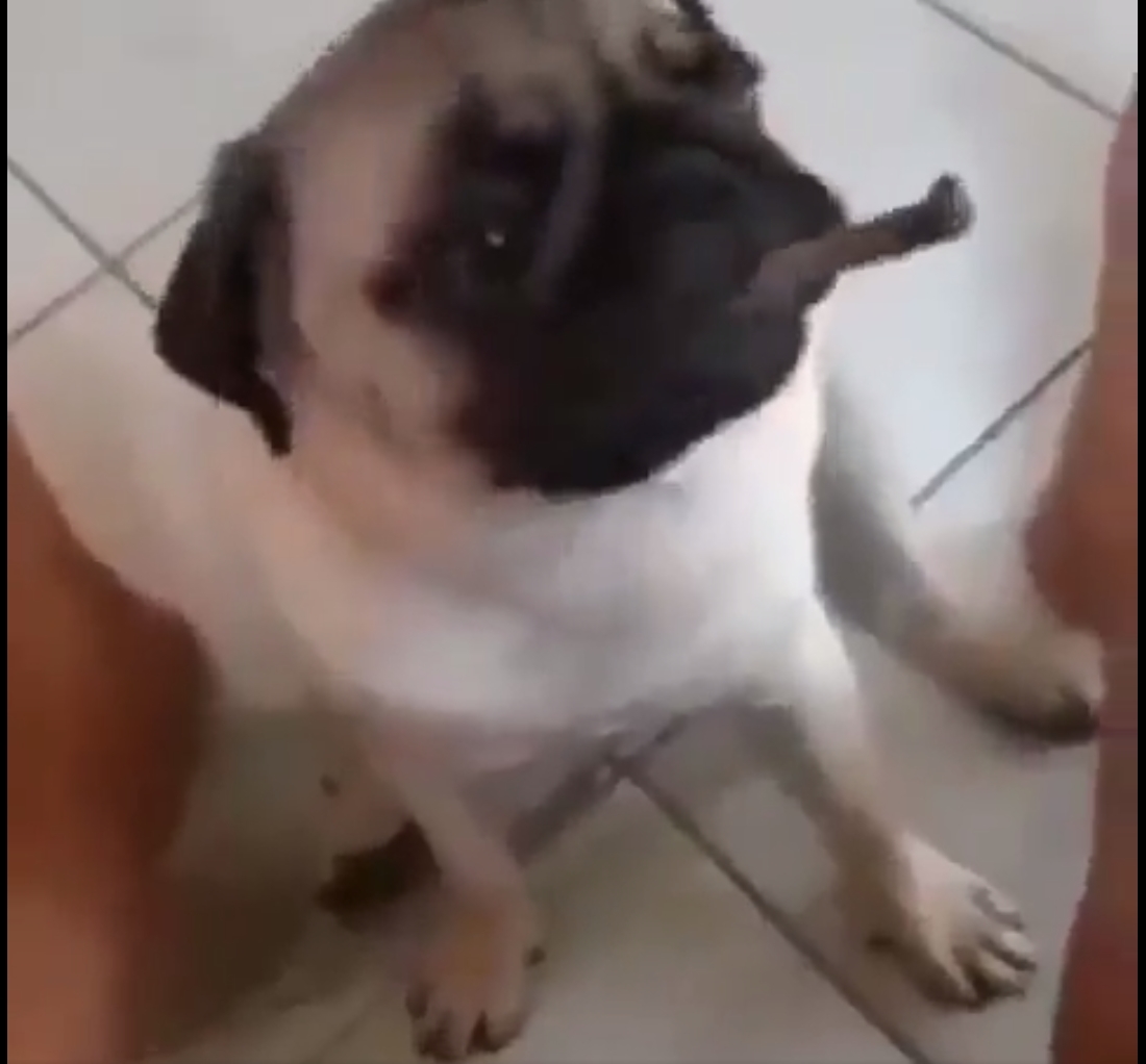 thug pug logo