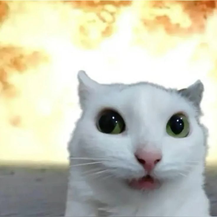 HOTCAT logo
