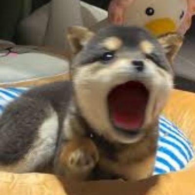 BOOPDOG logo
