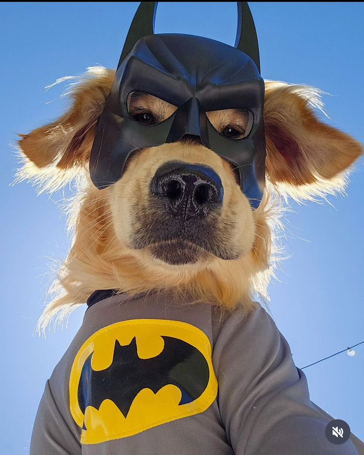 SuperDoge logo