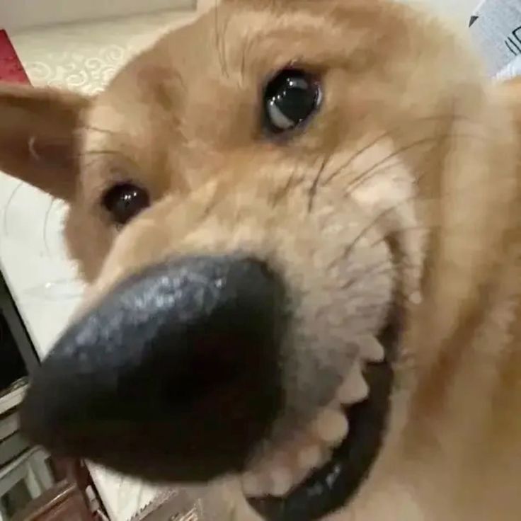 SMILEDOGE logo