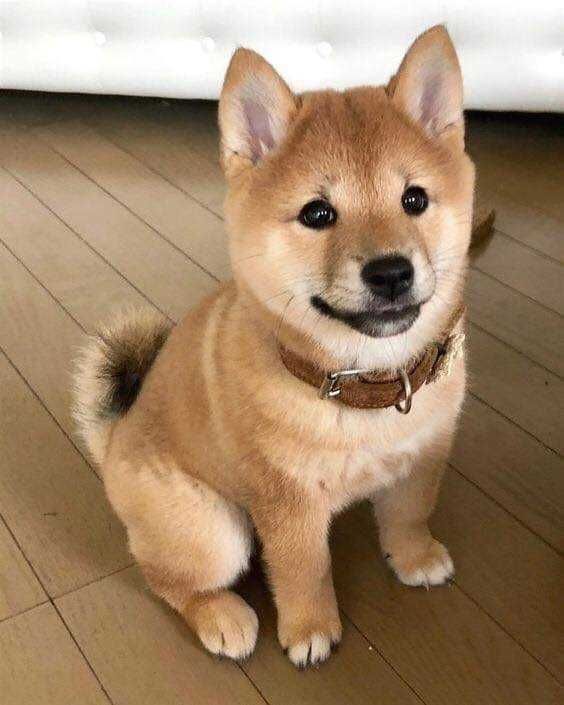 dog coin logo