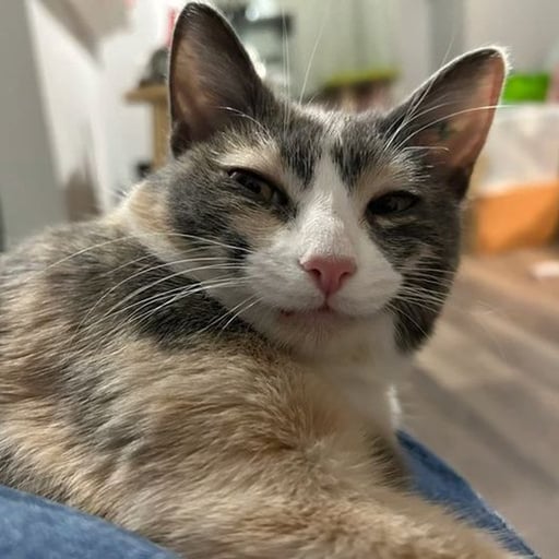 monetize this cat logo