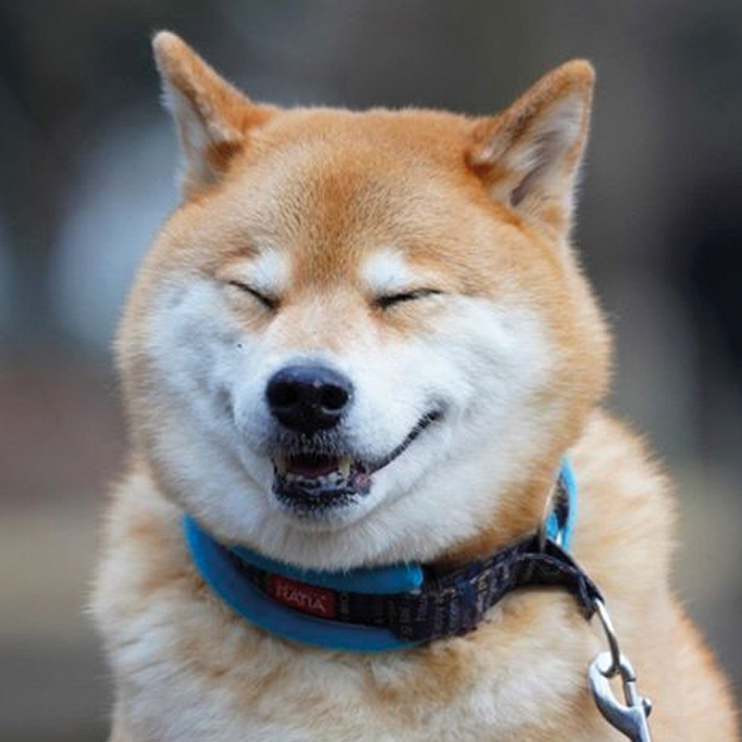 shiba cult logo