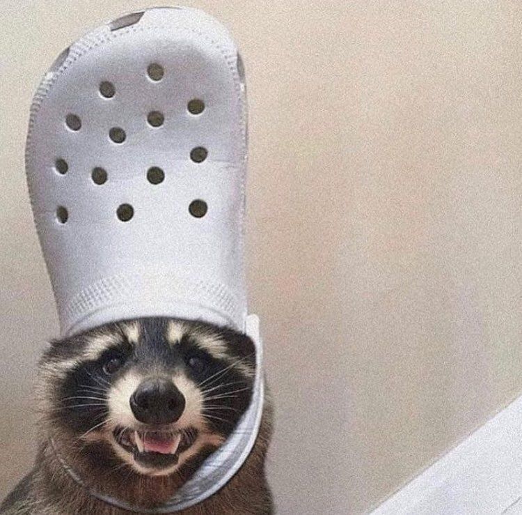 Raccoon With Crock logo