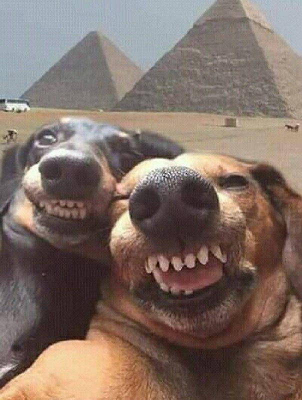 SELFIEDOG logo