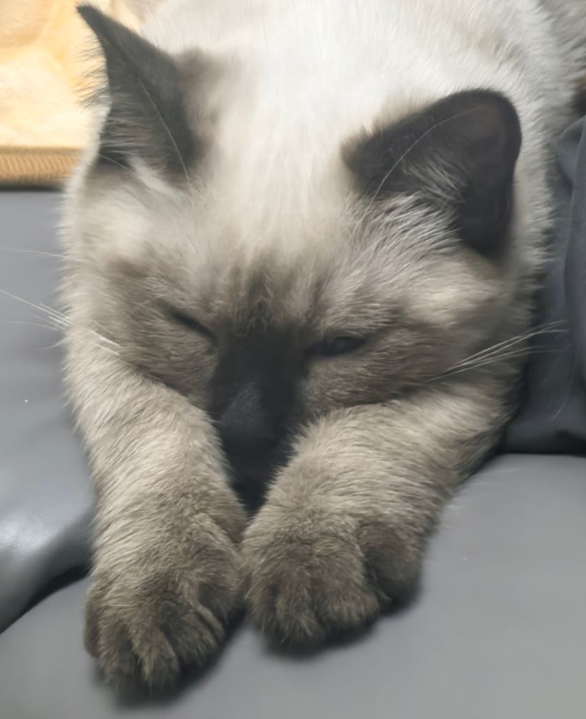MagicCat logo