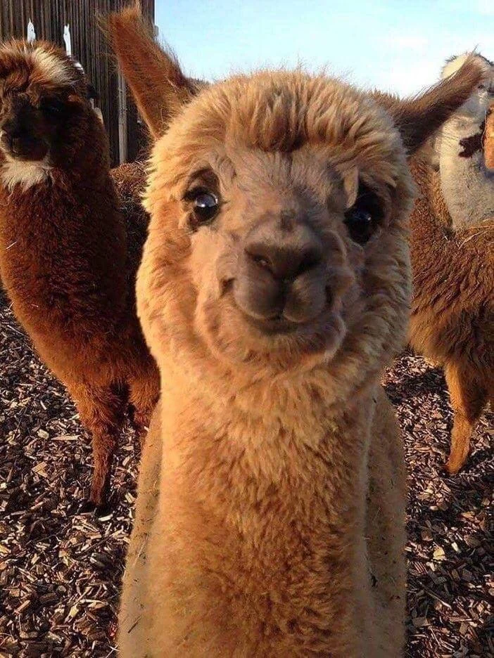 llama cult logo
