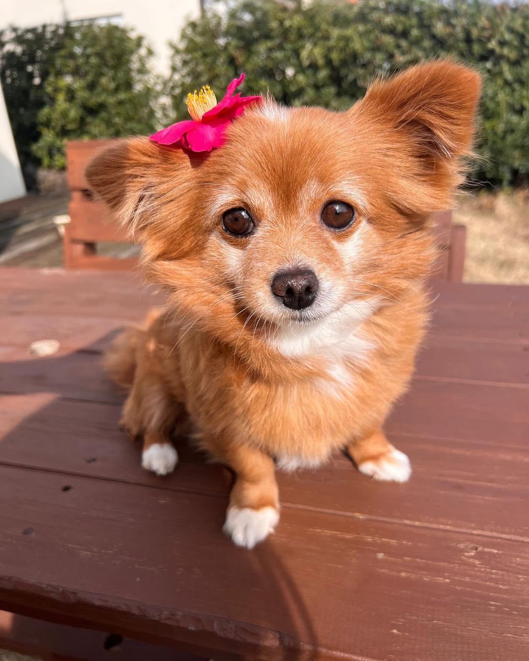 Bambi with the flower logo