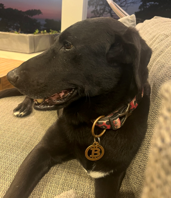 bitdog cult logo