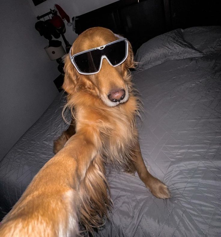 SELFIEDOGE logo