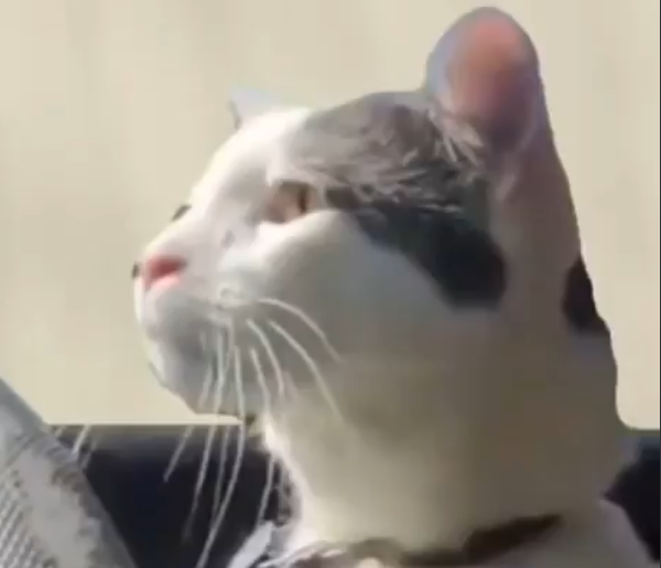 Millo Cat logo