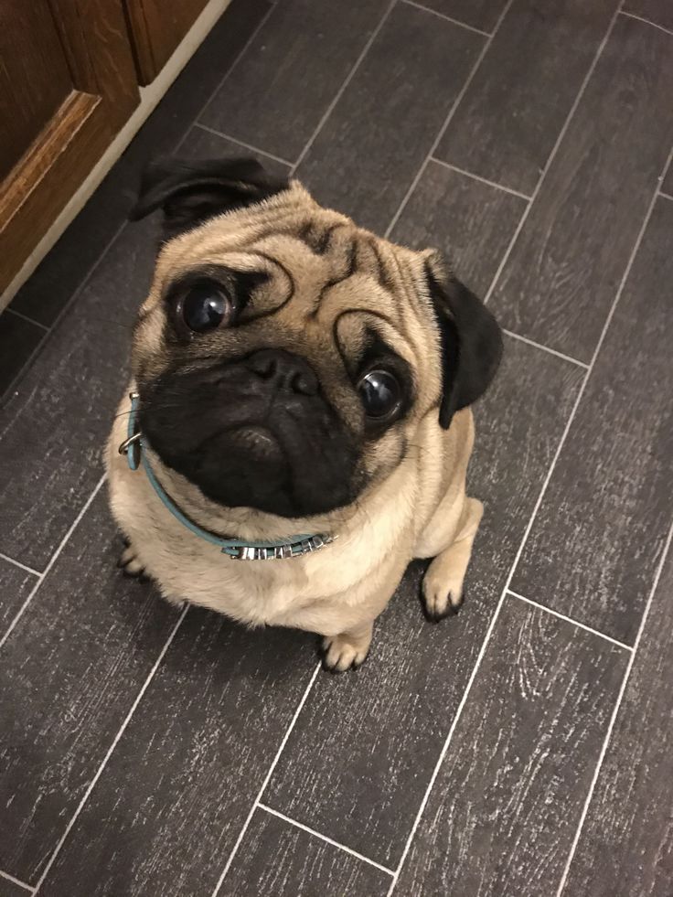 DOGIdoge logo