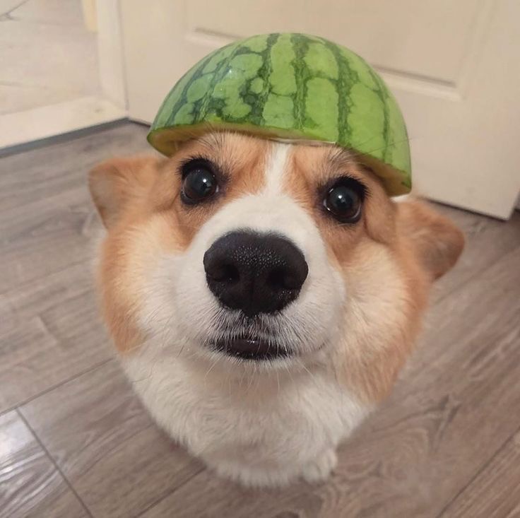 Cute Dog logo