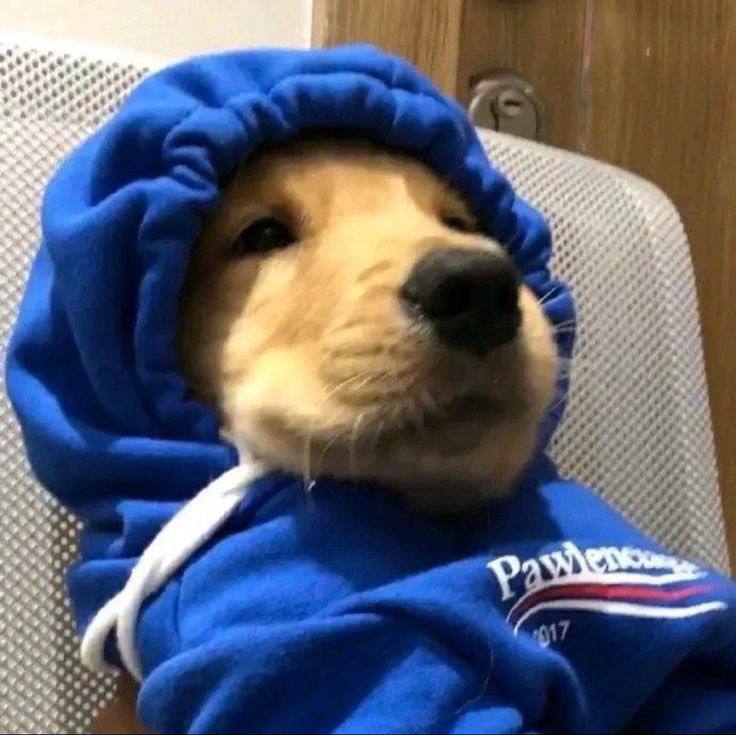 Cute Dog logo
