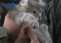 Rich CAT logo