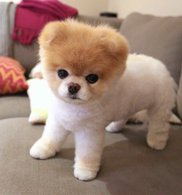 Rich Pup logo