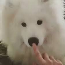 Make your Boop logo