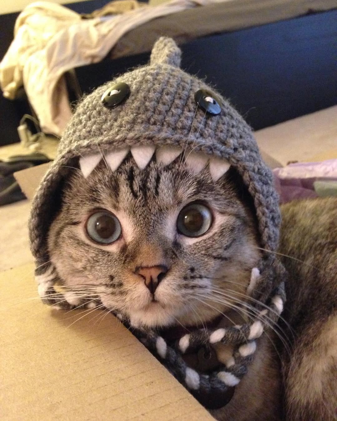 Shark Cat logo