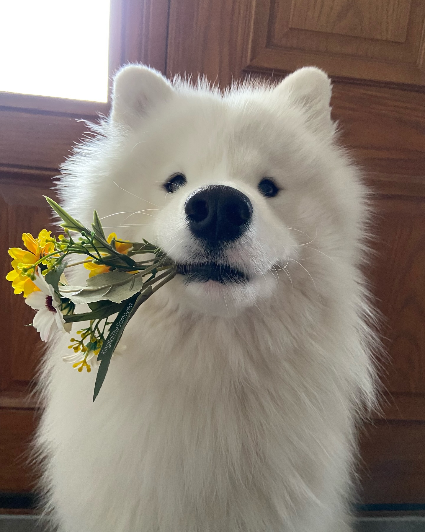 boopshe logo