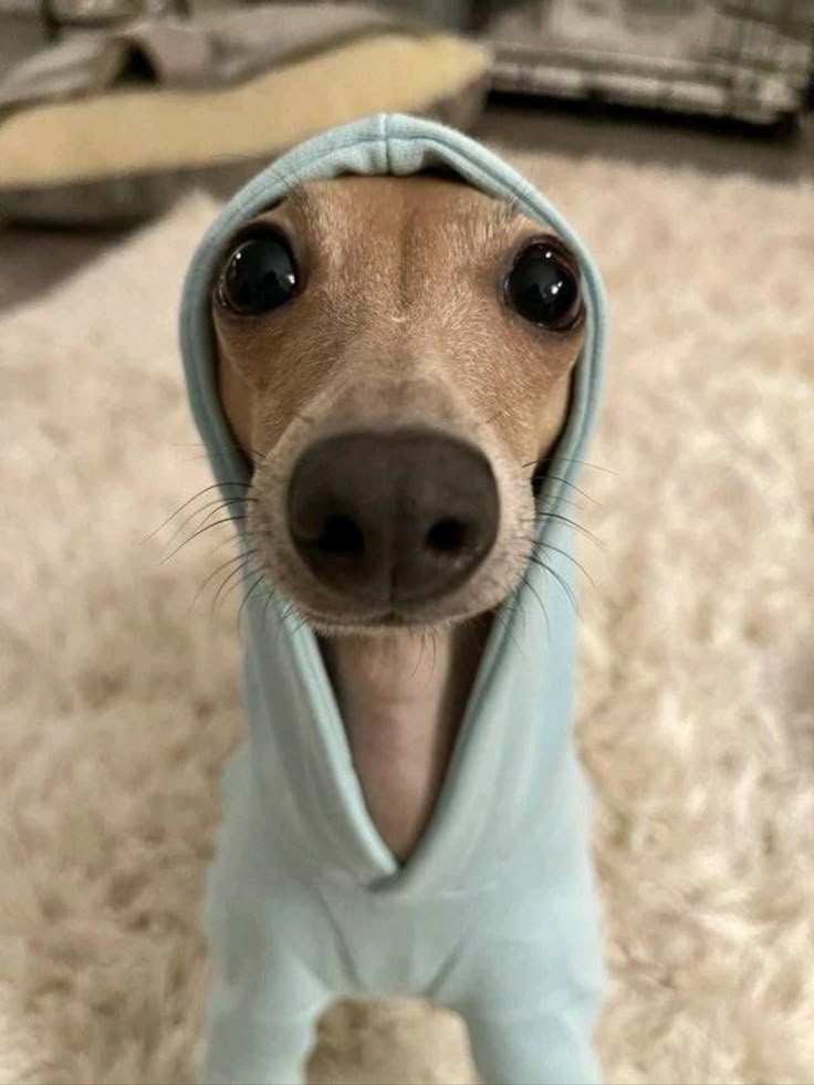 SWEETDOGE logo