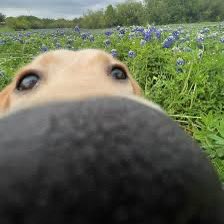 BOOP logo