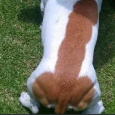 Dog wif Dick logo